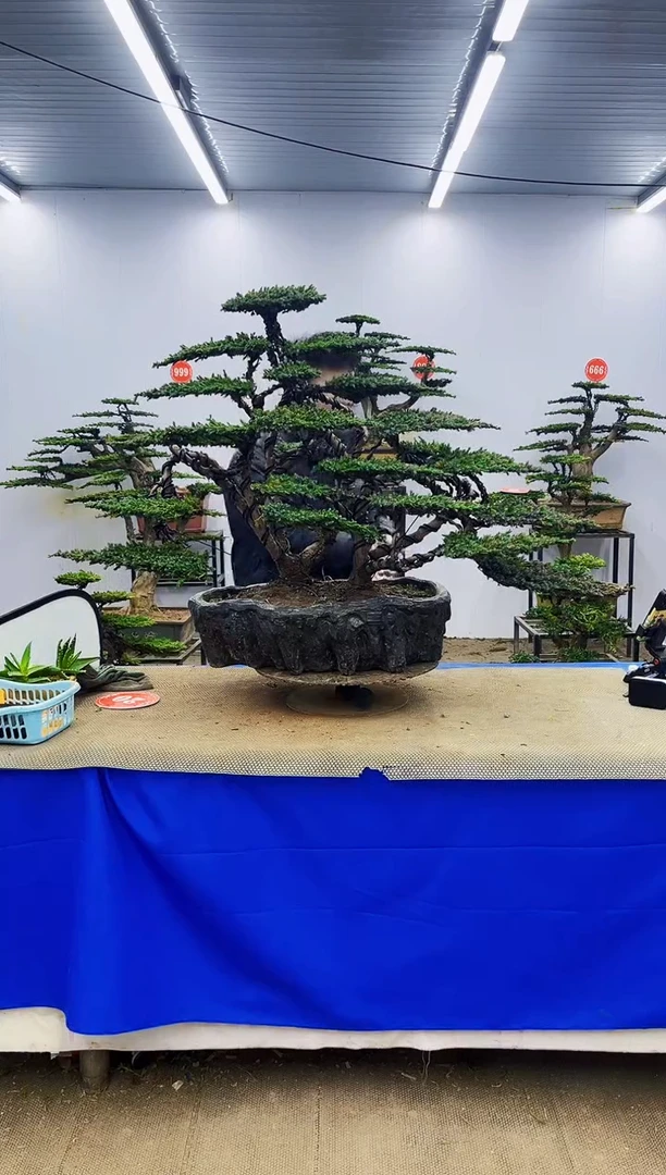 无花朵一物一拍，所见即所得