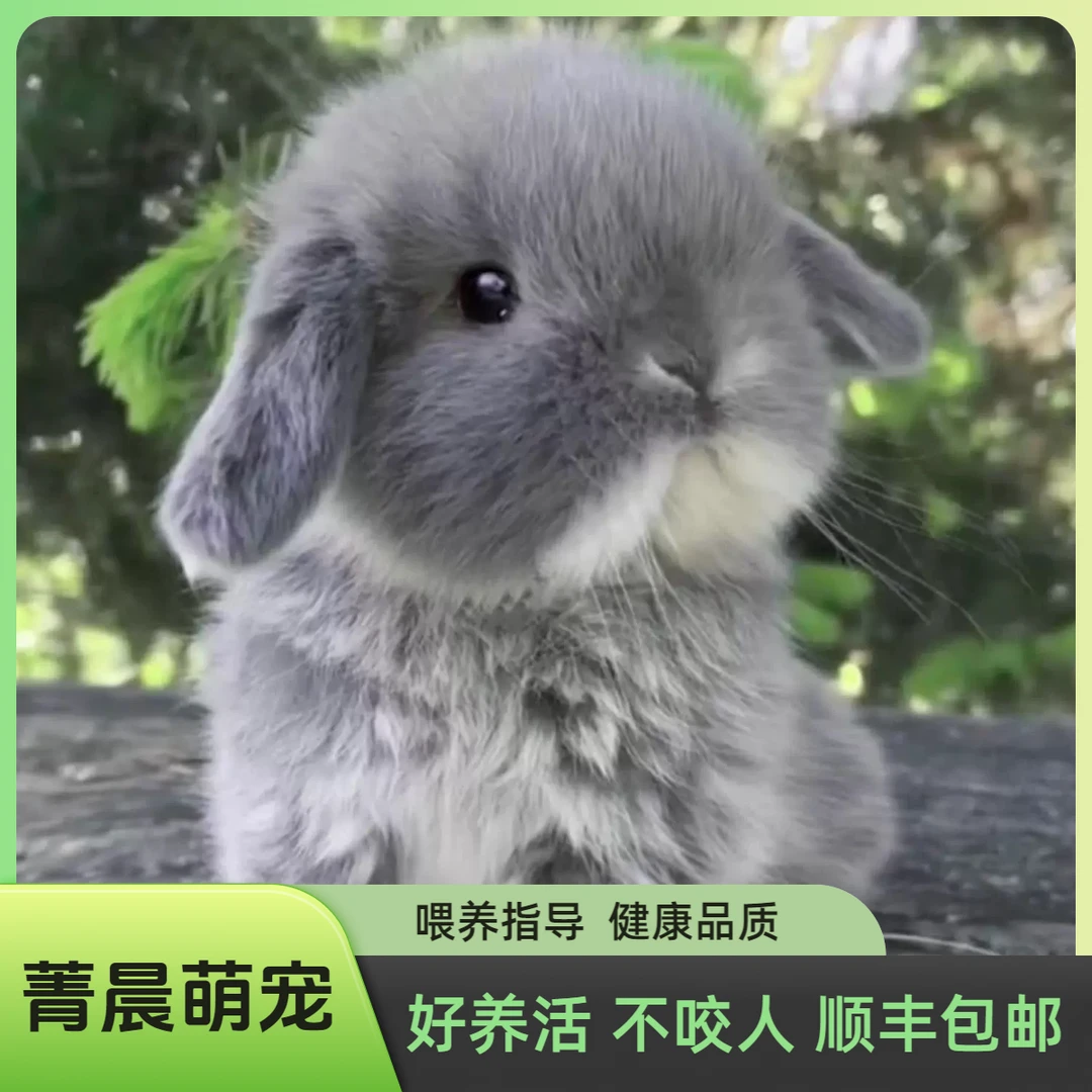 超萌好物兔子宠物兔侏儒兔垂耳兔兔子活体小型凤眼海棠迷你茶杯兔