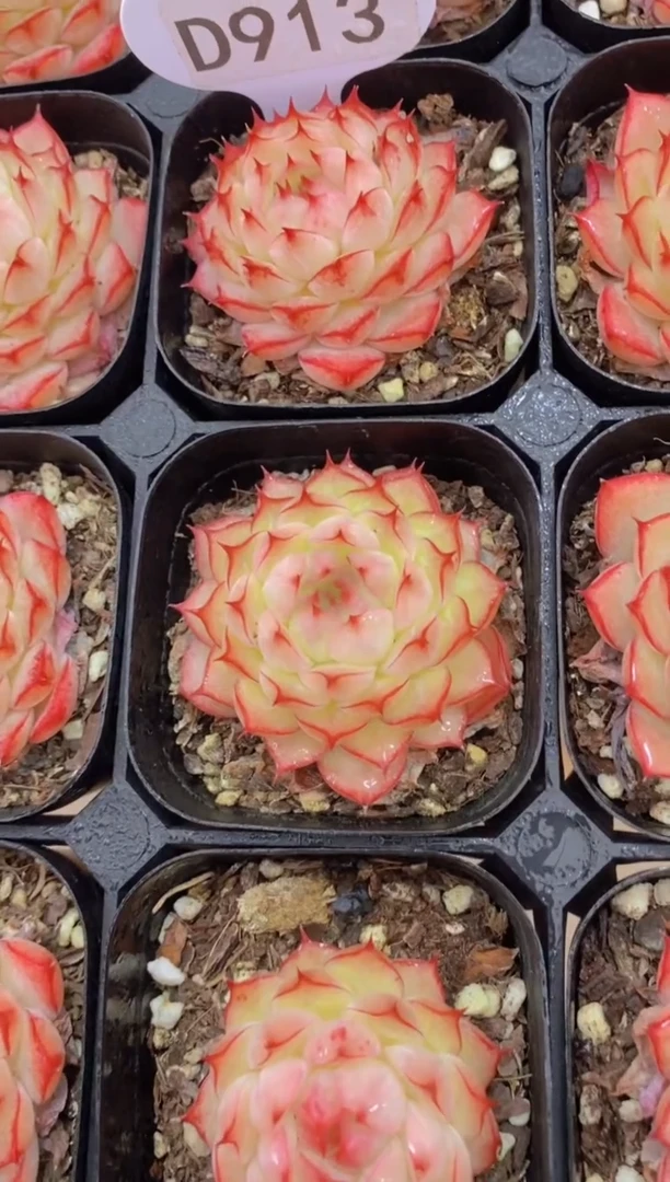 【闪购商品】D913-挚爱女王（量拍）