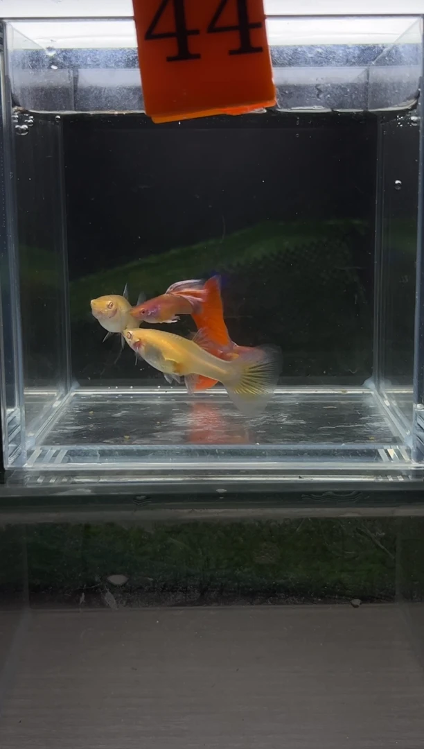 孔雀鱼紫白飞船跑红体编号44