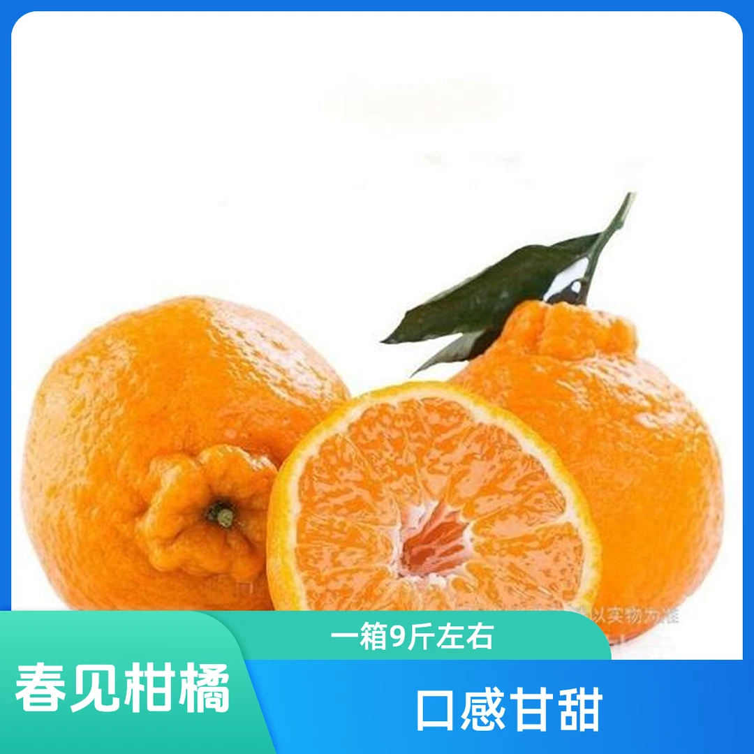 四川春见耙耙柑一包5斤左右柑橘甘肃省四川省三明市