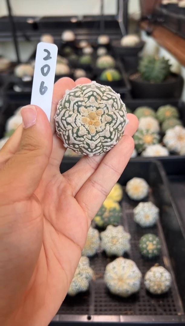 不含盆土实生根星兜仙人球编码206