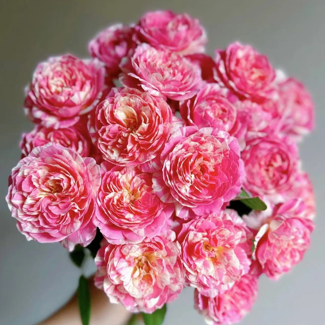 莫奈 中苗 四季开花浓香月季