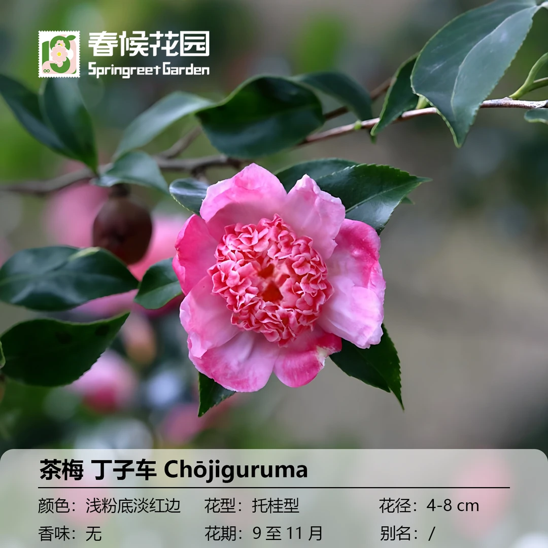 春候花园茶梅原生苗多年生木本观赏花卉马歇尔澳卡林丁子车