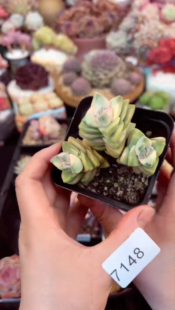 【闪购商品】7148纪之川锦多肉