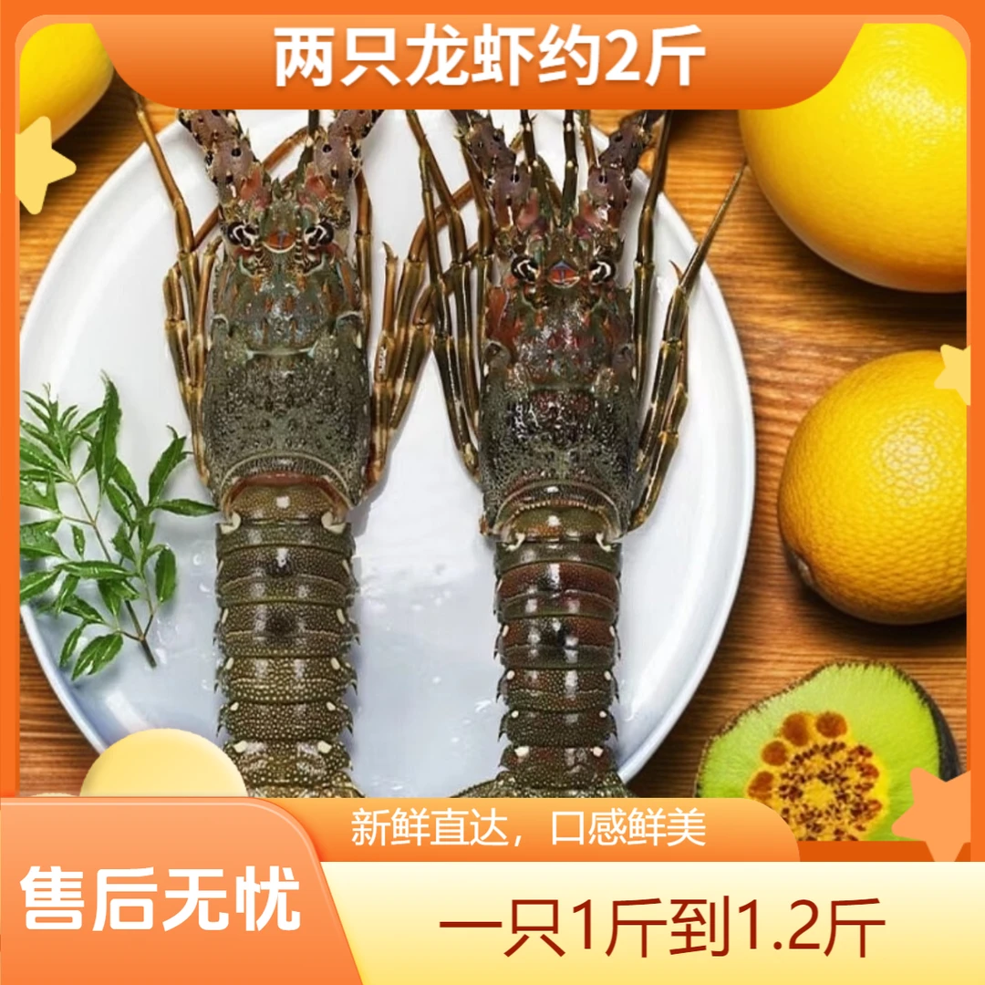 【两只2-2.4斤】缺氧冻发小青龙一斤左右一只 坏了包赔大龙虾