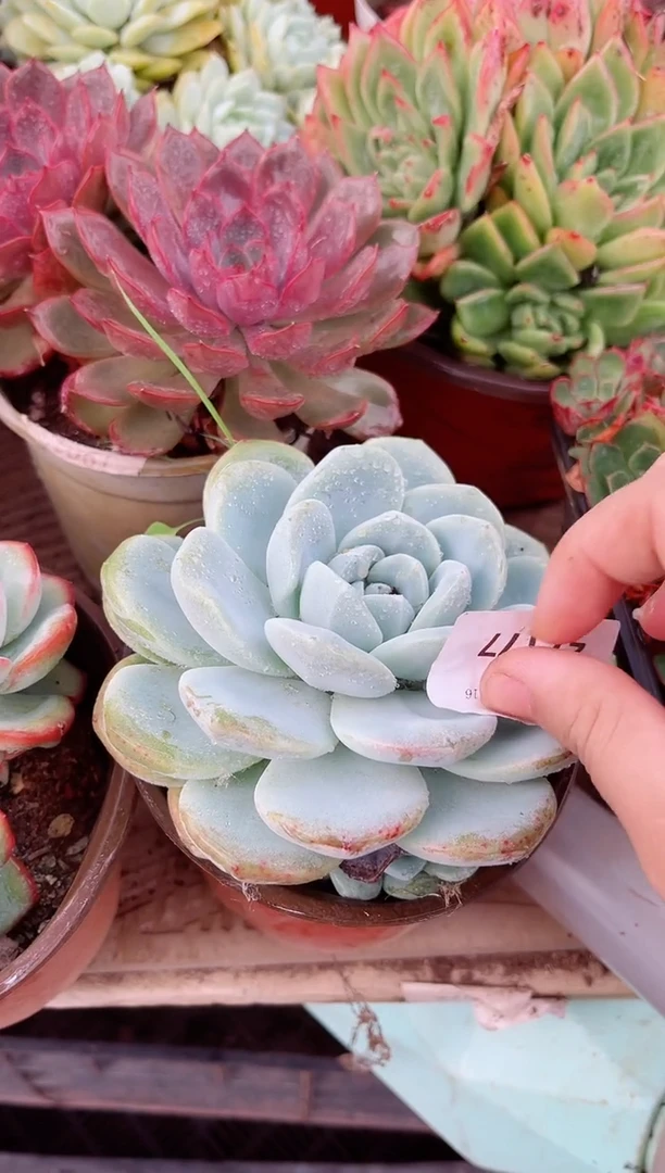 ?***?多肉植物一物一拍27177