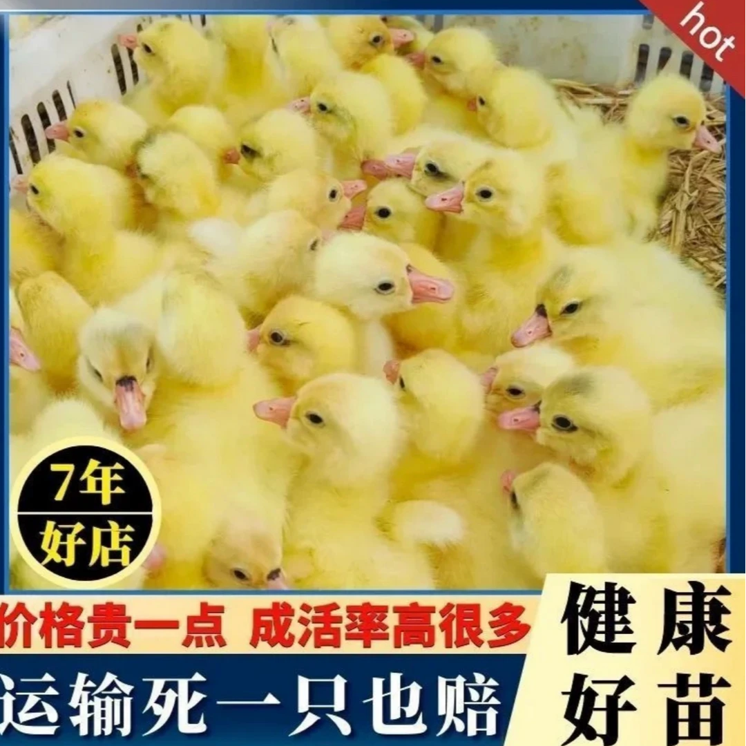 宠物小娥正宗大白娥产蛋王小娥仔大三花四季产蛋娥