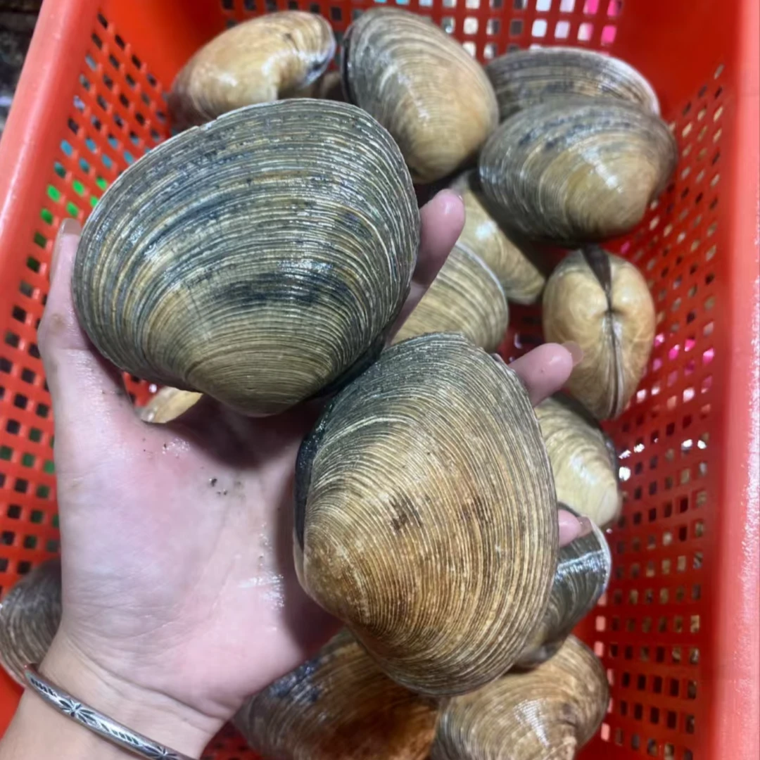 天鹅贝/只