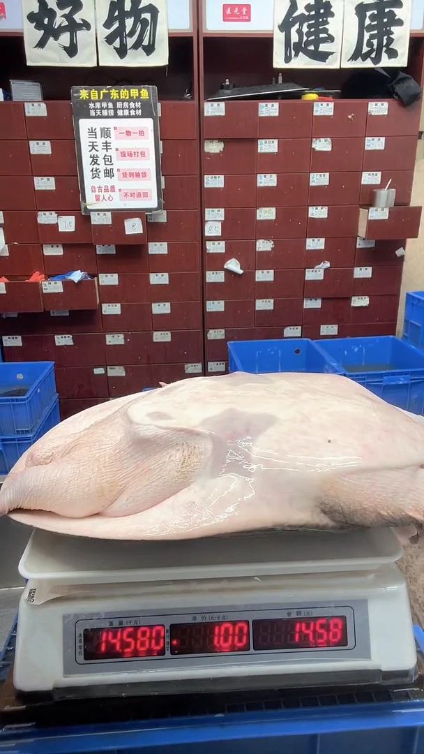 中国大陆猎*14斤一只