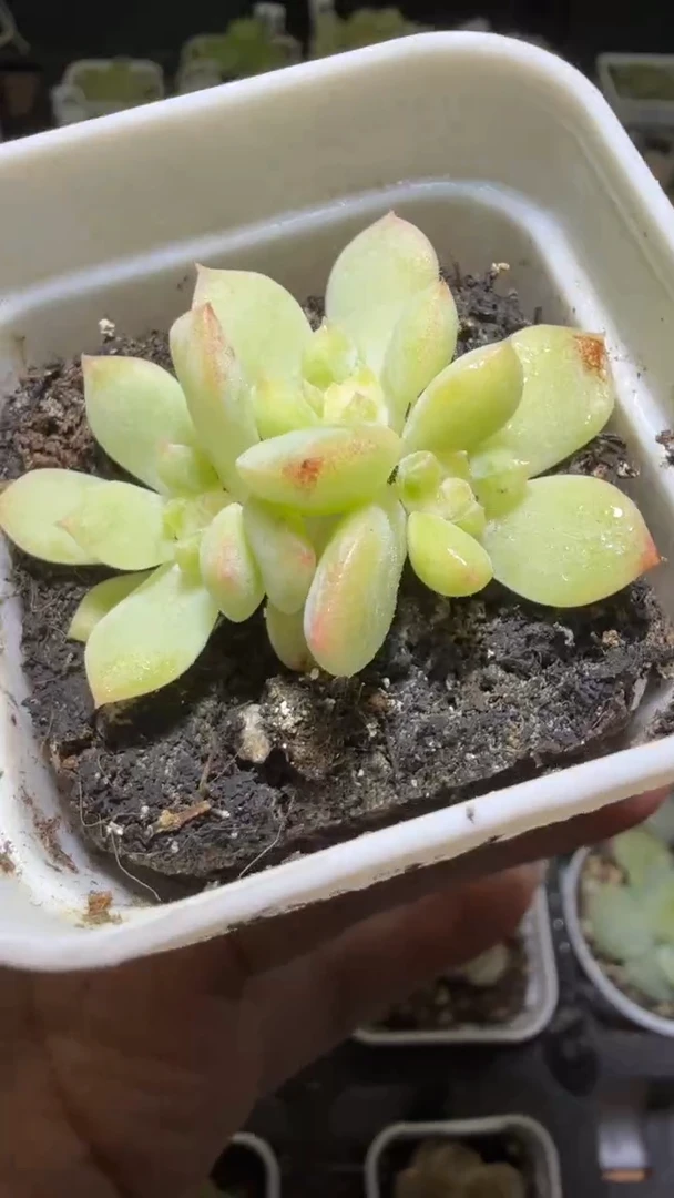 1476  舟舟T1多肉植物