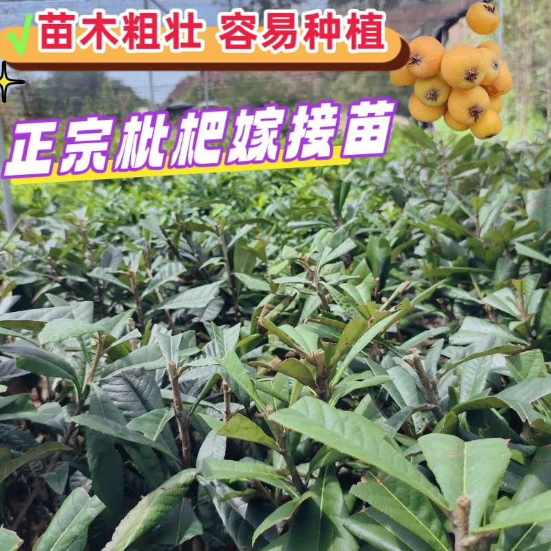 广西基地枇杷树苗大五星枇杷早钟六号枇杷嫁接苗南方四季种植树苗