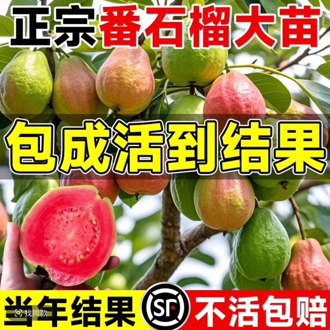胭脂红番石榴树苗草莓冰淇淋芭乐树苗无籽红宝石嫁接果苗当年结果