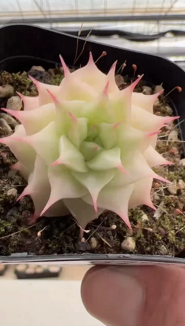 【闪购商品】灵动仙子多肉-7