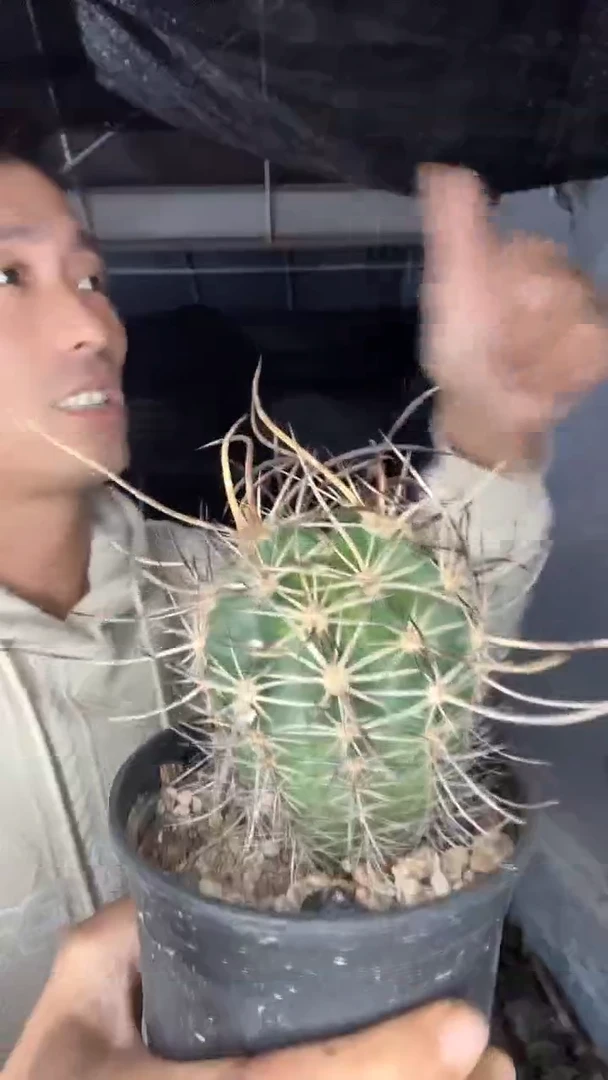 实生林氏幻虾79.99