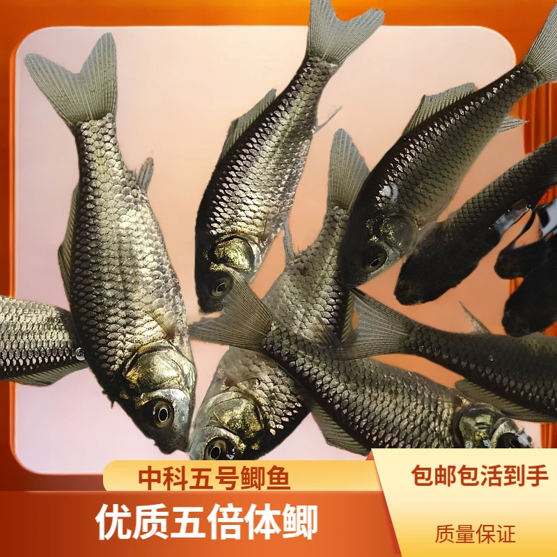 中科五号鲫 水族活体鱼 白鲫