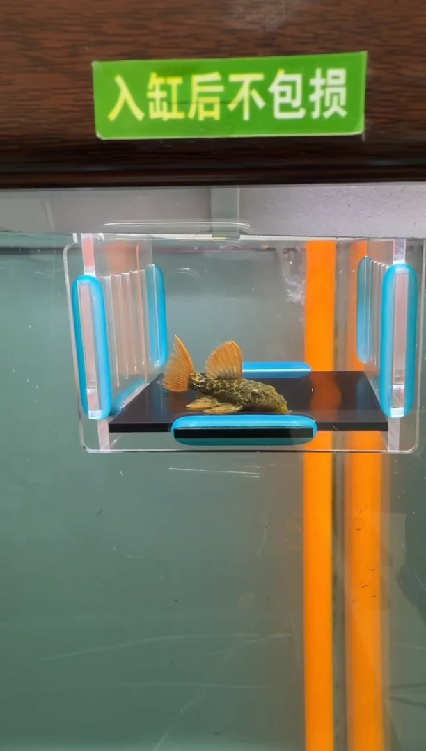 清道夫鱼015号600入缸不包损录制完整开箱视频5.5厘米