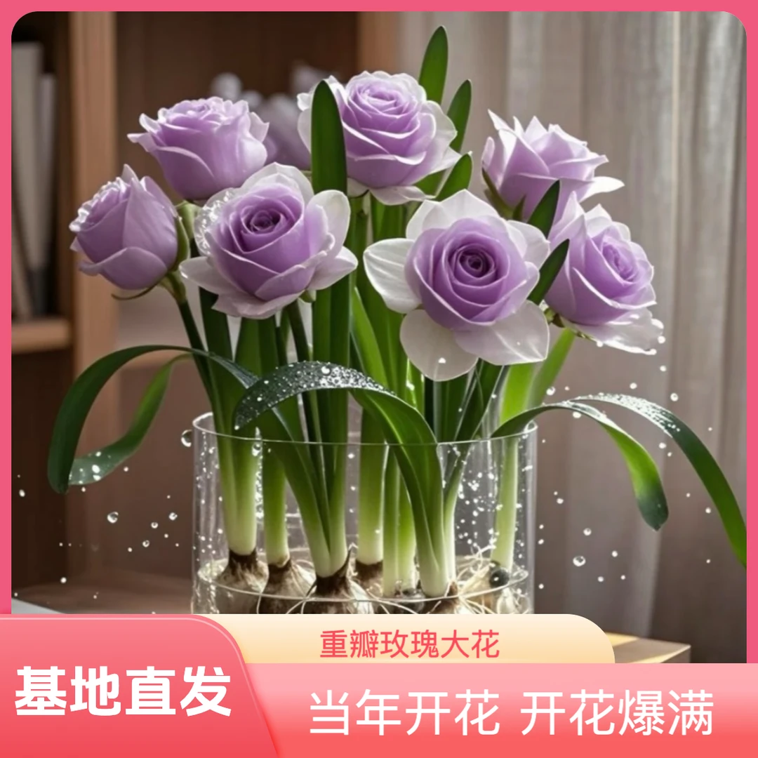 m新品玫瑰花种球驱蚊虫浓香重瓣大花水培月季耐寒耐热花卉盆栽