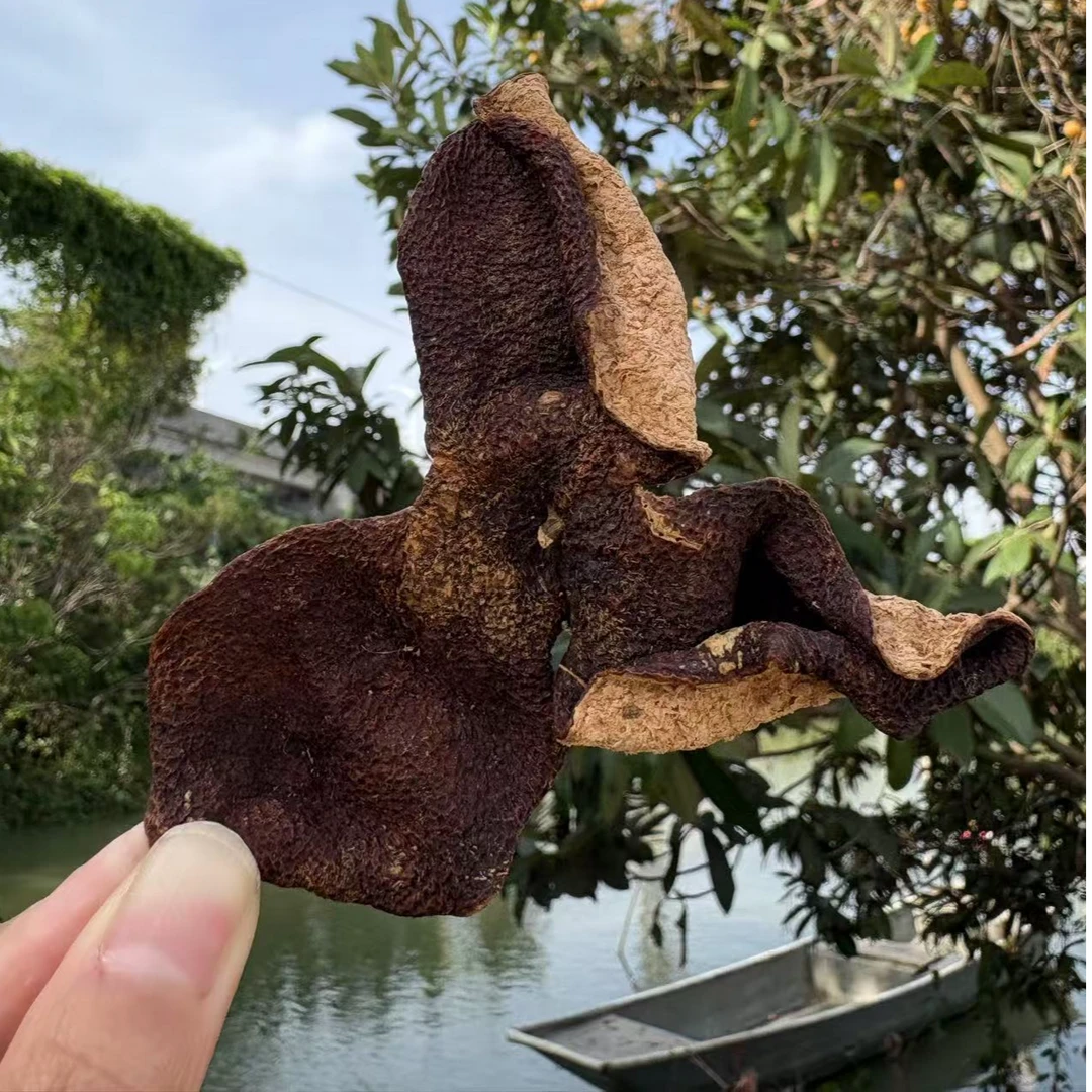 2016年新会南坦狗楠皮