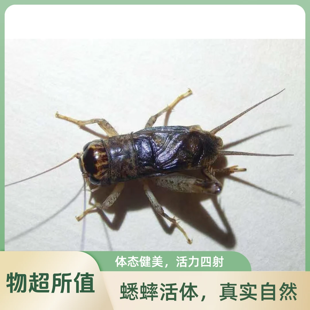 产地聊城莘县棚虫