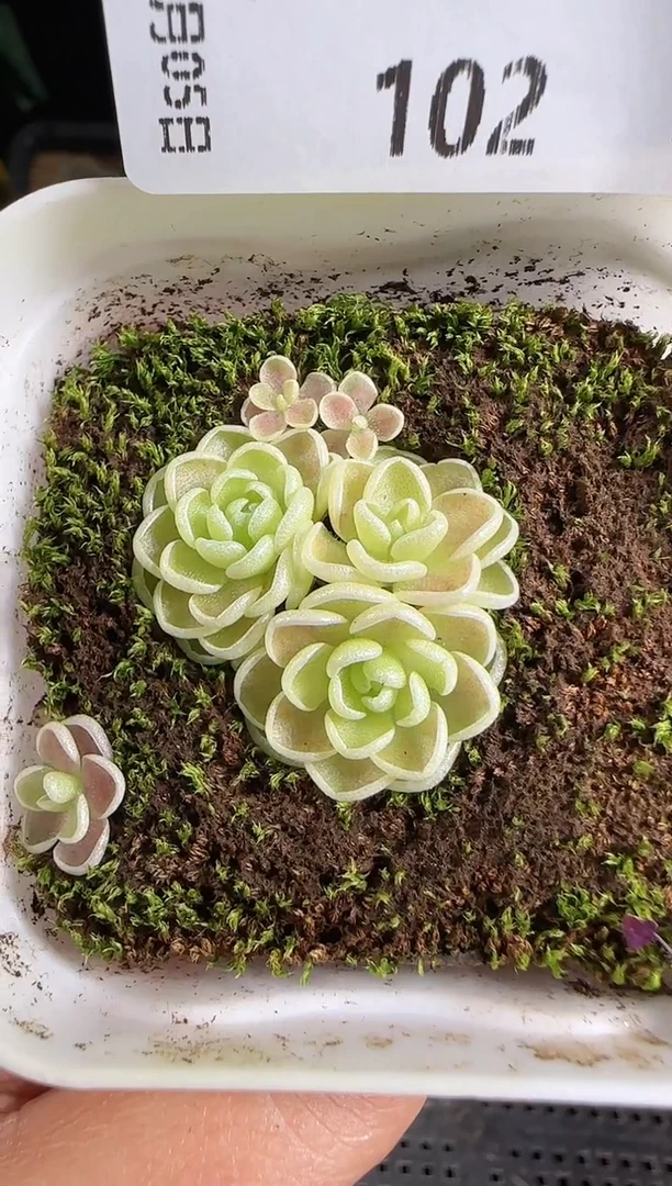 1105-102爱丽丝捕虫堇