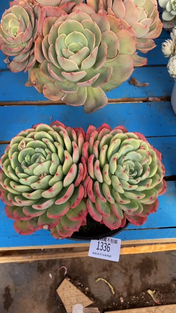 【闪购商品】1336十里桃花