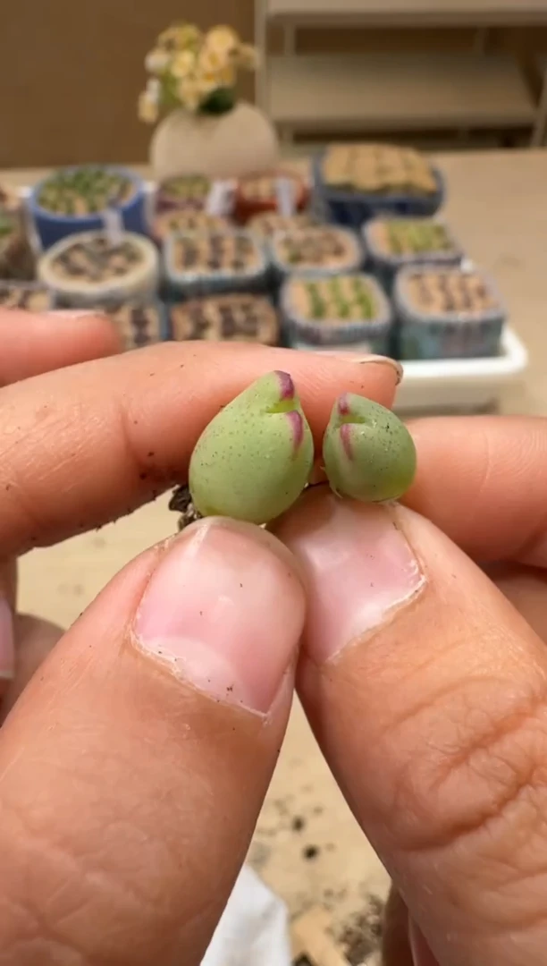 朱*美多肉植物肉锥5-109