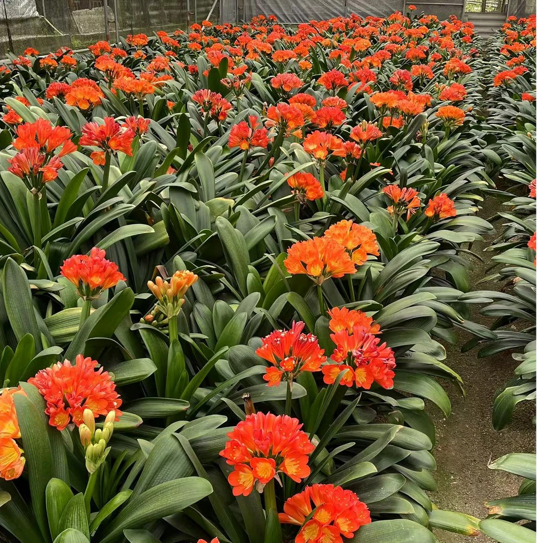 君子兰 当年开花 可直接下单