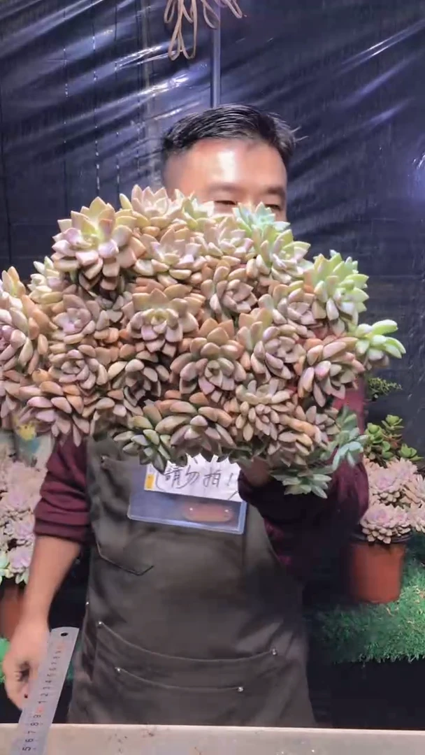 176淡雪缀化（一物一拍）