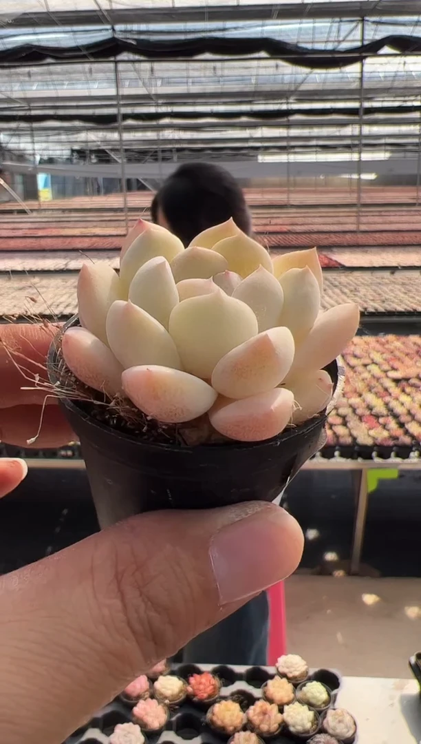 【闪购商品】新品多肉-106