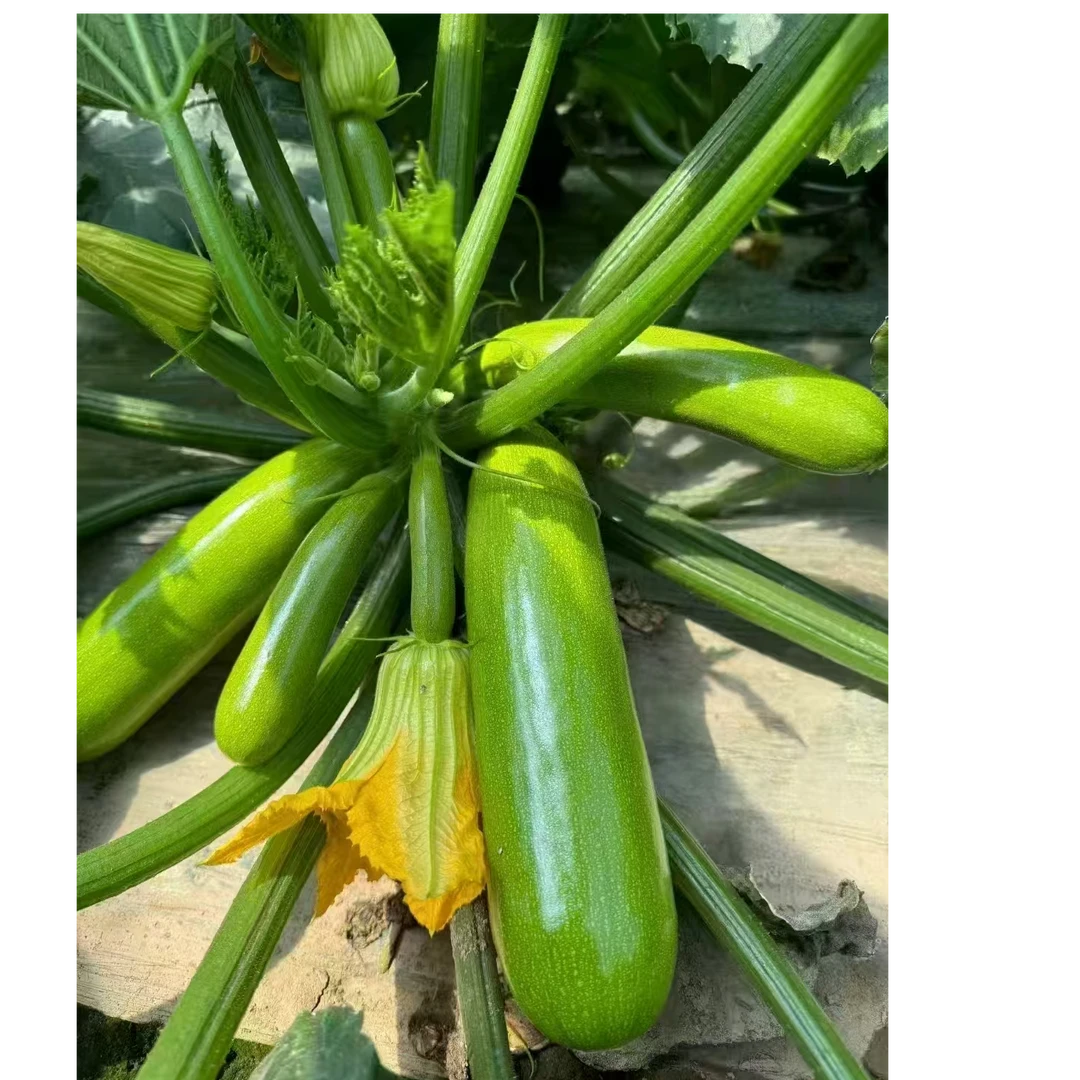 川塔川葫8号西葫芦 颜色绿亮 极早熟 抗病能力强 瓜条顺直膨瓜快