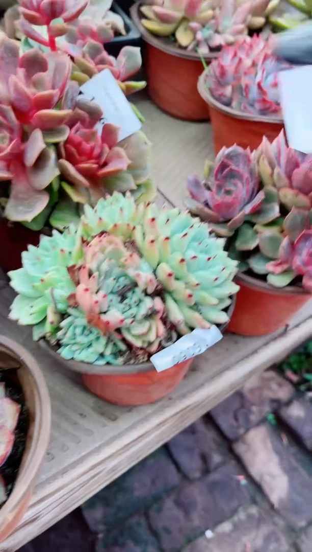 嫣*16060多肉植物一物一拍