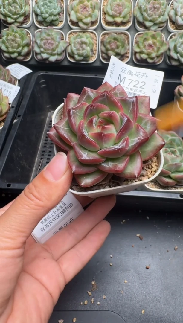 722M当天拍3颗包柚 带盆土纸巾打包 云禹花卉 珍妮多肉植物