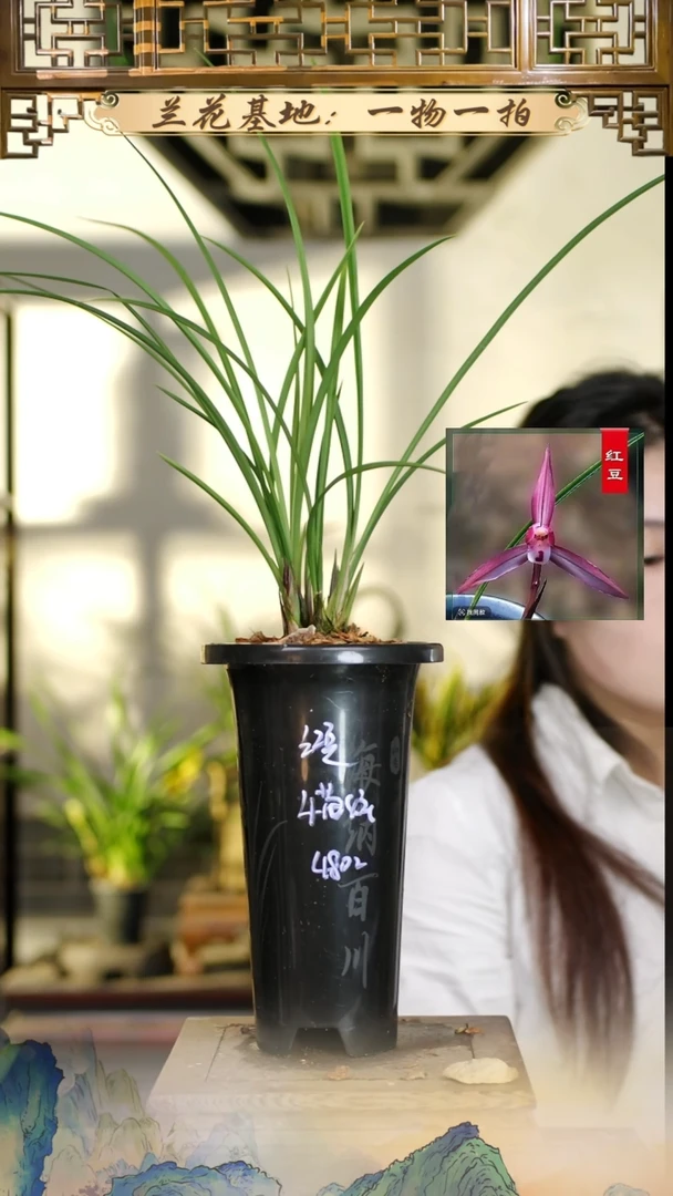 全部花苞红豆4花苞