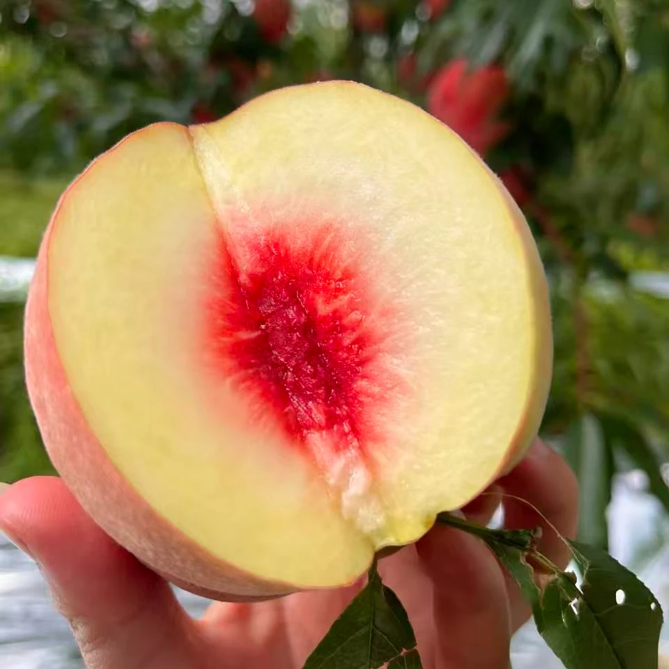 云南现摘高山【丑冬桃】脆甜爽口 新鲜水果 整箱中通包邮