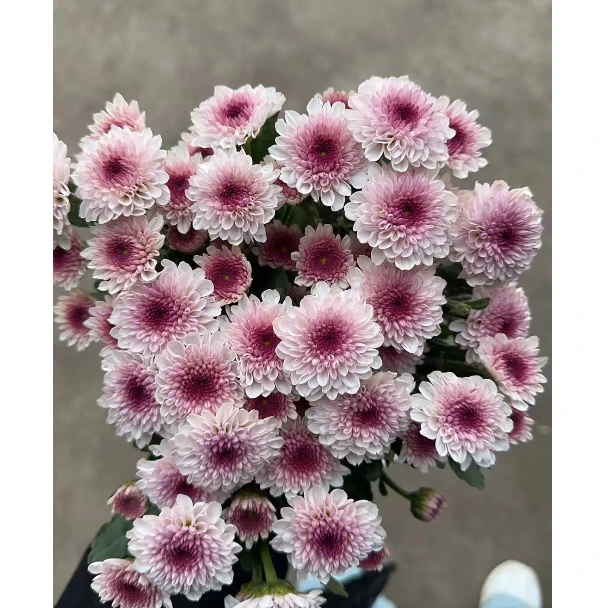 【千寒 】马蒂斯小雏菊次日达顺丰包邮