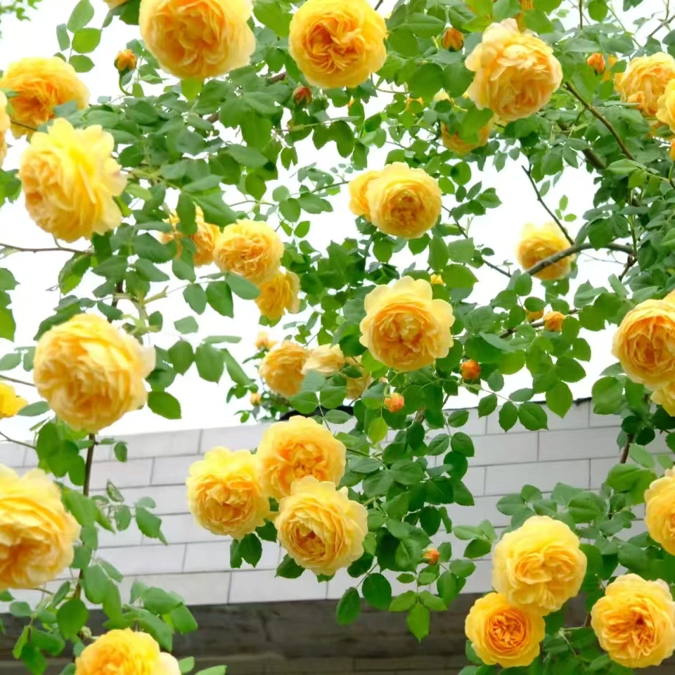 【黄金庆典】1.2-1.4米月季花苗爬藤月季盆栽植物藤本蔷薇苗庭院