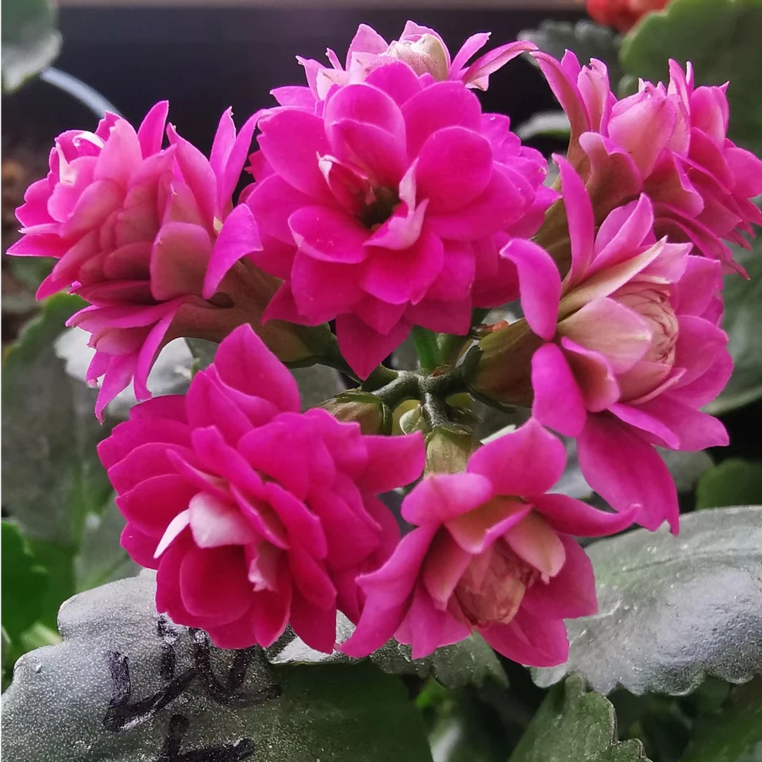 紫缤 130盆 基地直发一代长寿  稀有品种  室内懒人花