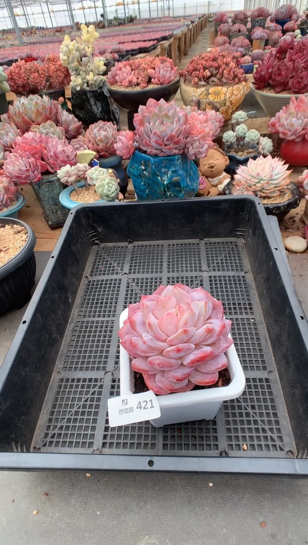 421韩橙多肉植物一物一拍