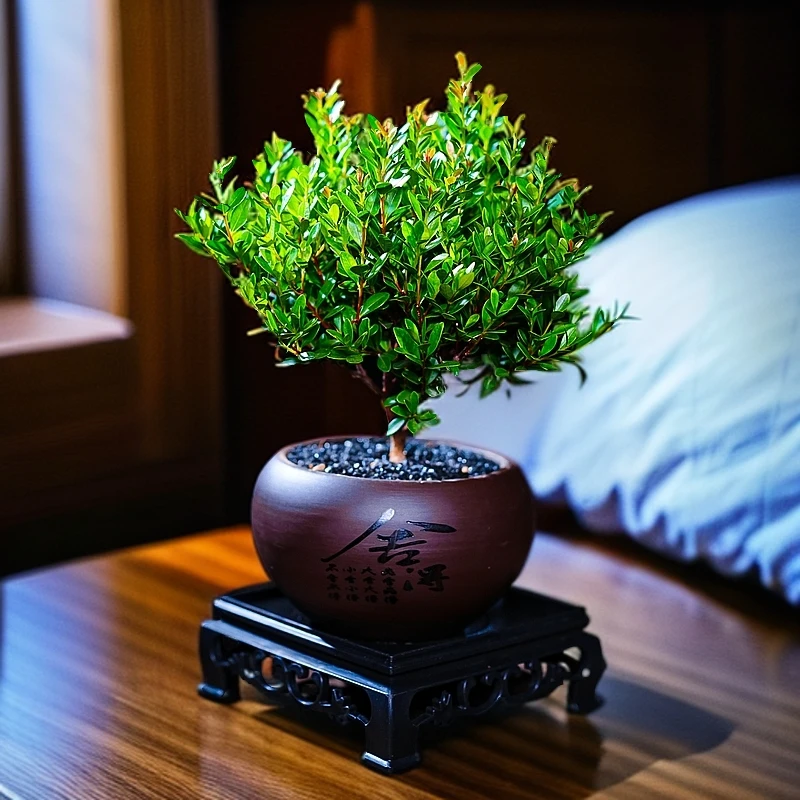 小叶赤楠盆景室内绿植办公室净化空气桌面盆栽好养活