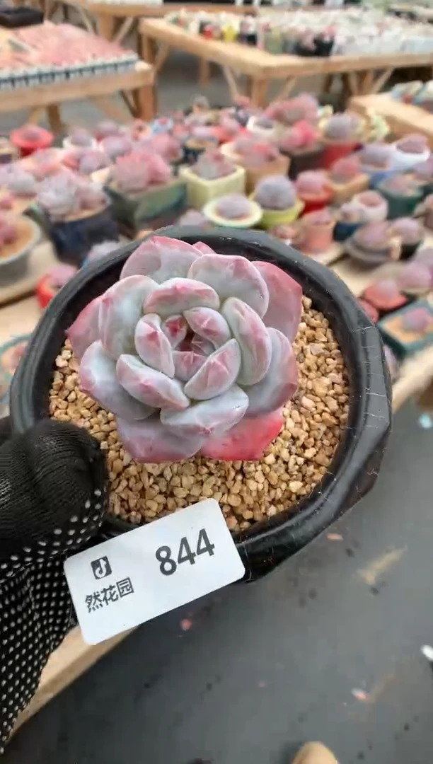 844星影一物一拍