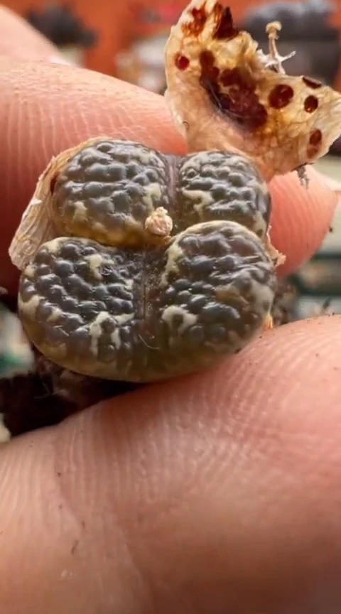 159超级无敌爆炸好看美肉。。。。。。。