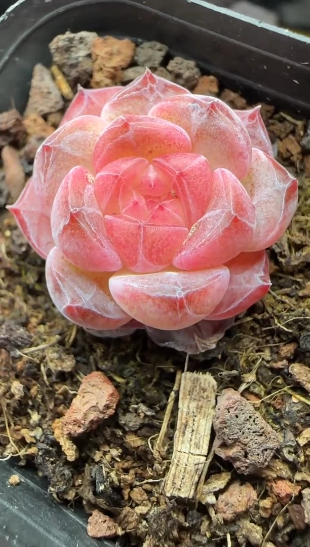 【闪购商品】一物一拍0211—420