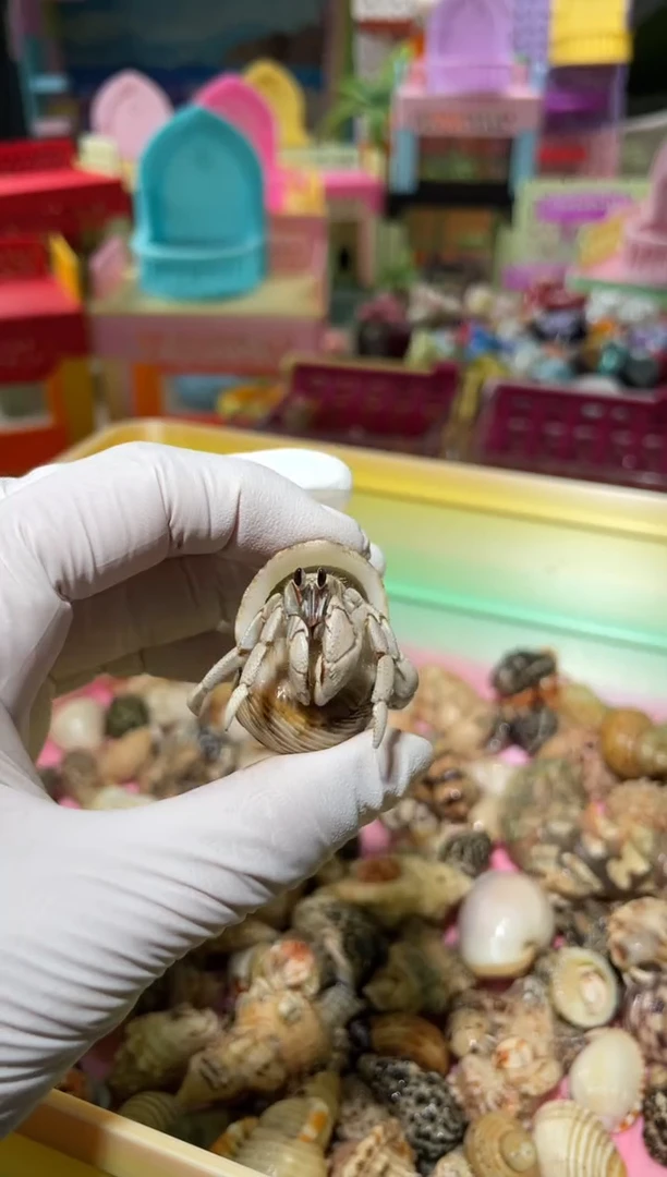 陌派帝国寄居蟹223马灰