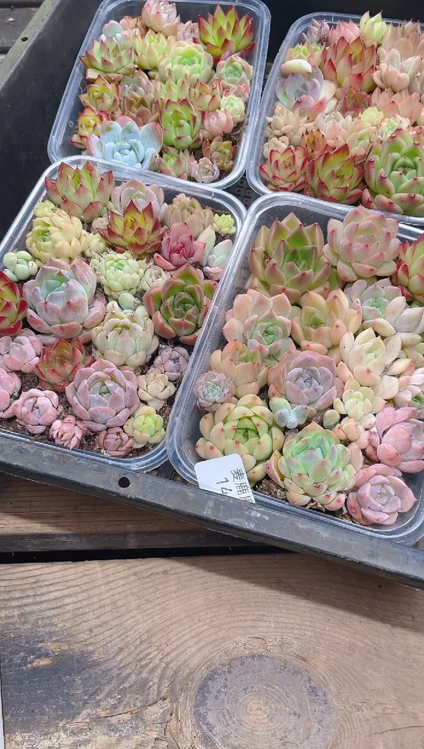 143组合福利   量拍随机发货