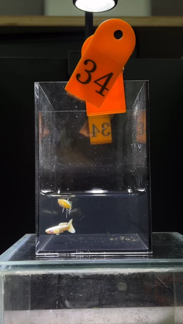 孔雀鱼满鳞黄金缎带编码34