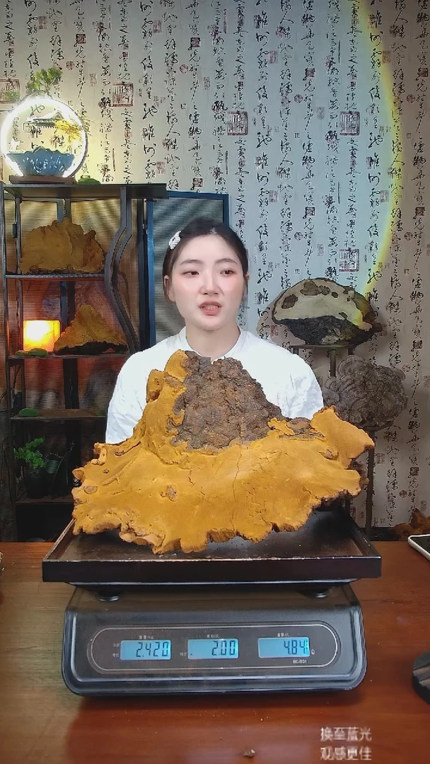 松针层孔菌中国大陆【藏区 野生】松树桑黄（4.84斤）50-60年份