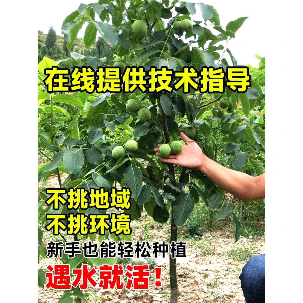 3年苗买一送一 核桃苗8518嫁接特大薄皮核桃树苗南北方盆栽地栽