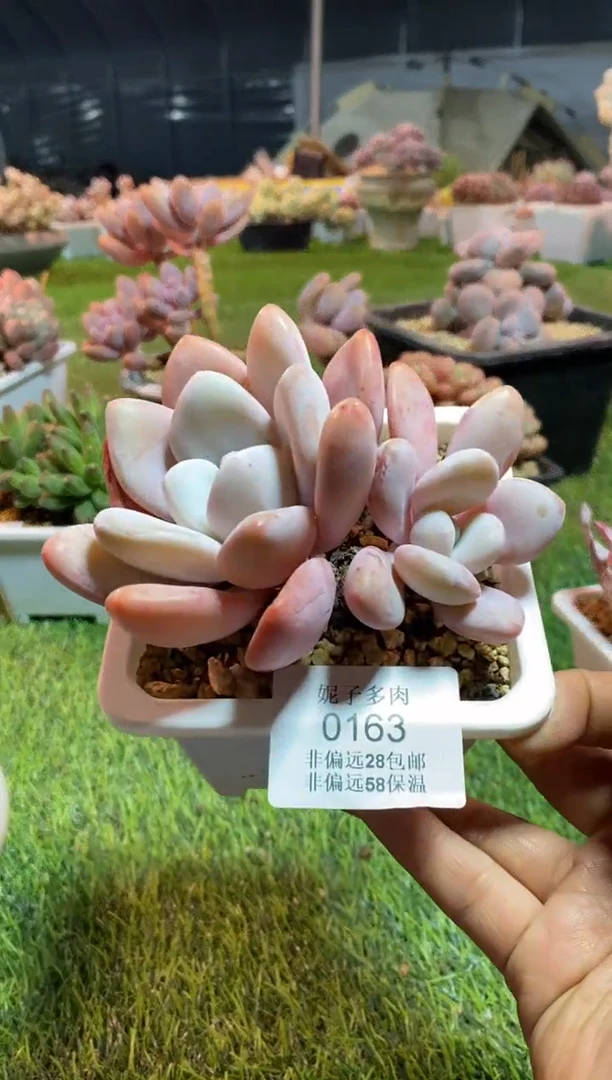 【闪购商品】0163a