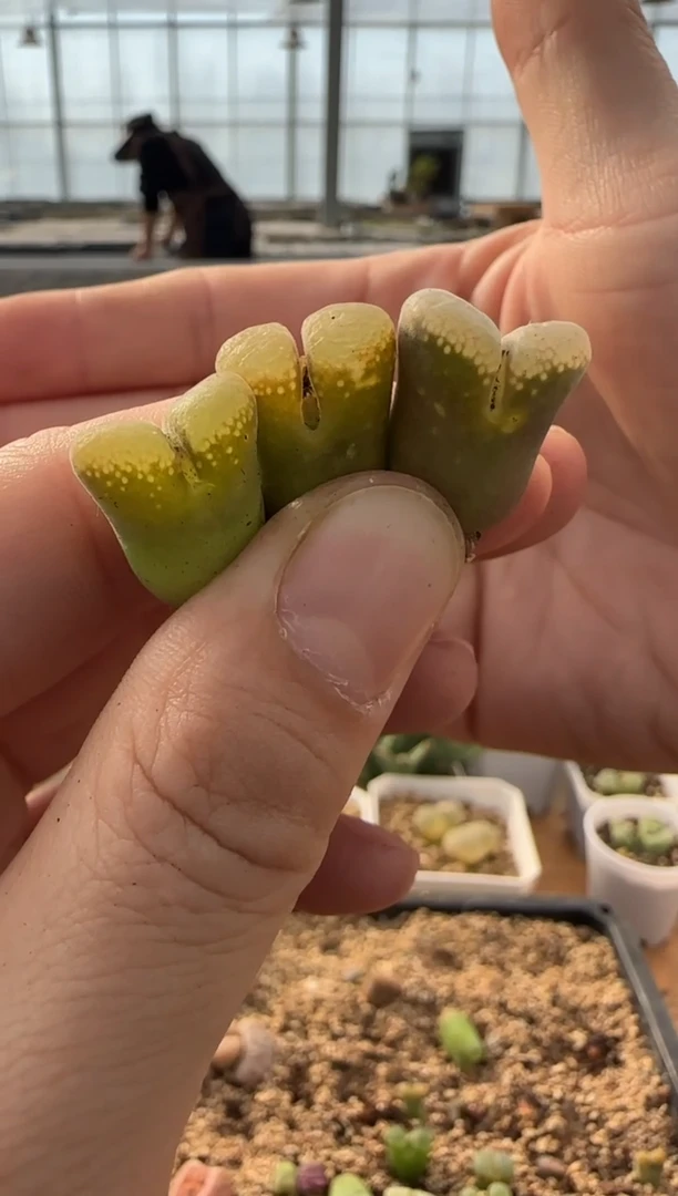 【闪购商品】9-230